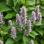 Anise Hyssop Herb