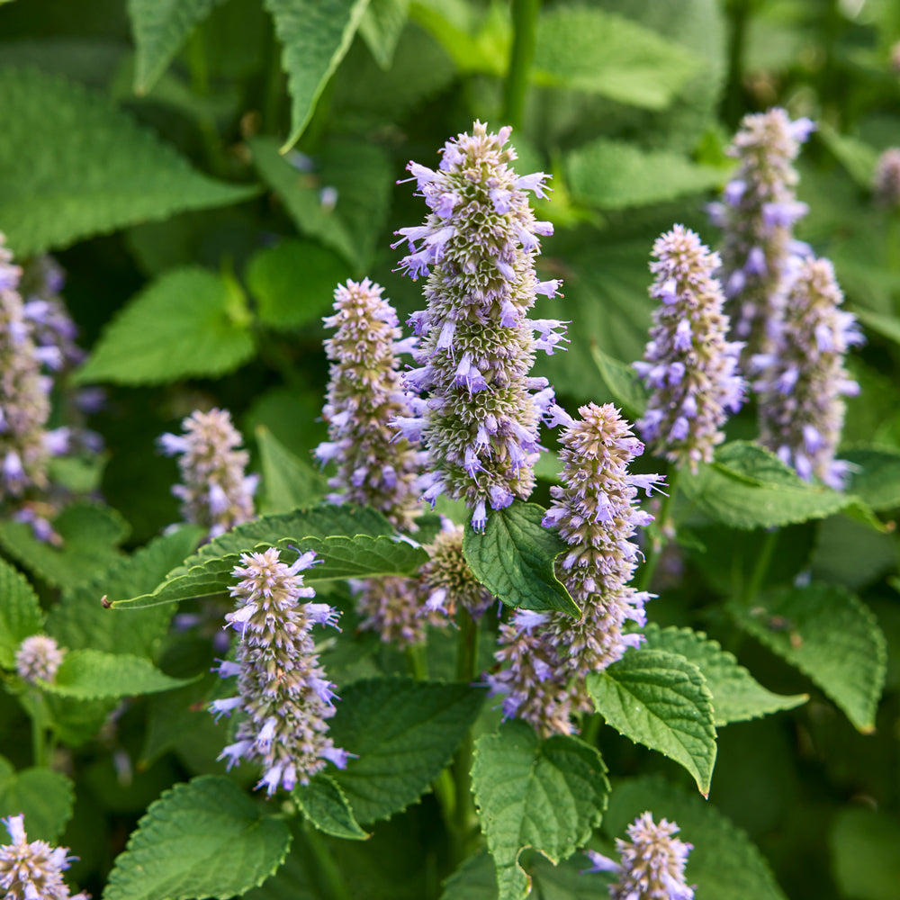 Anise Hyssop Herb