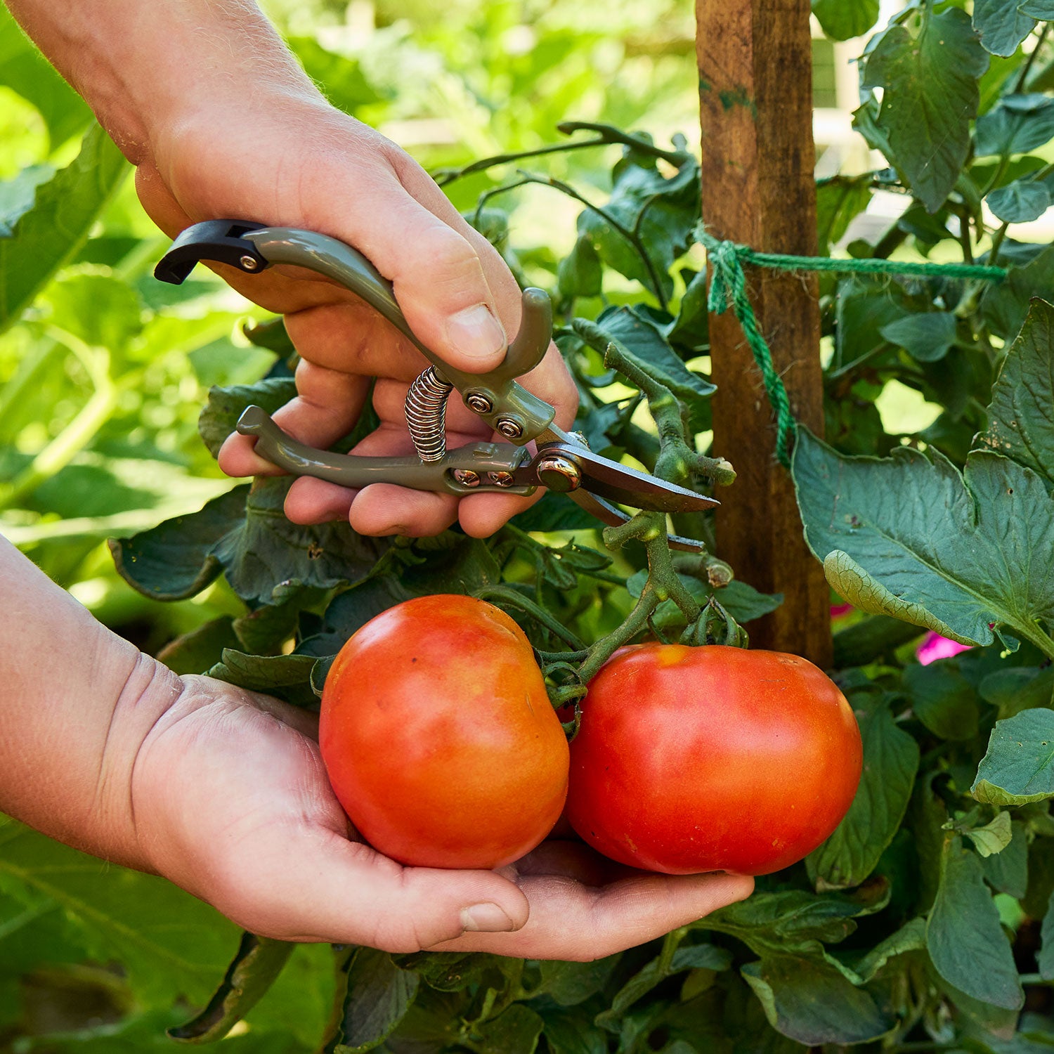 Bush Early Girl Tomato