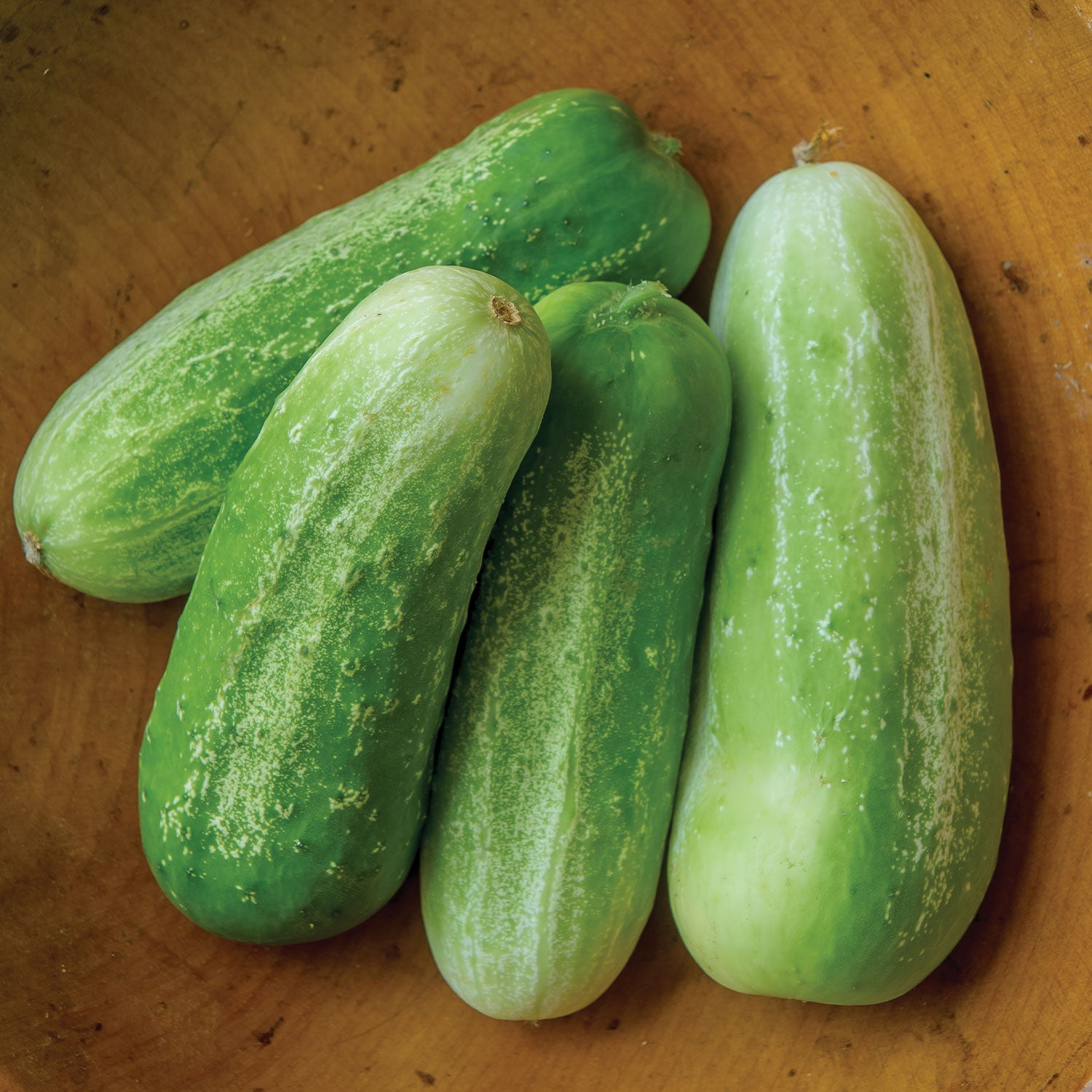 Picklebush Cucumber