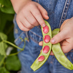 Scarlet Runner Pole Bean