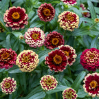 Color Crackle Zinnia Haageana