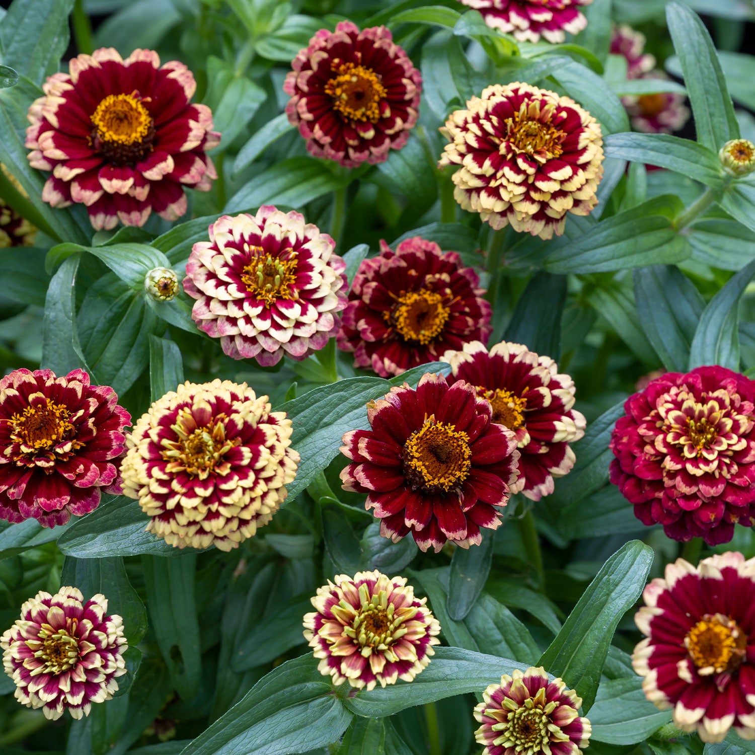 Color Crackle Zinnia Haageana