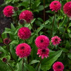 Blackberry Truffle Echinacea Bare Root