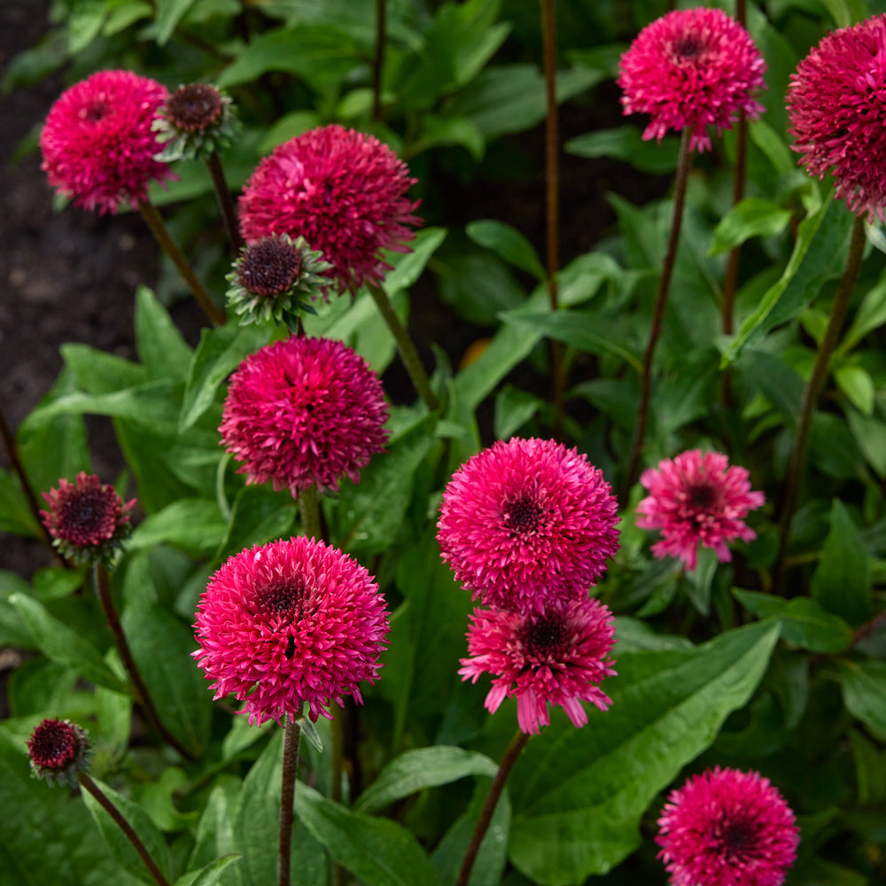 Blackberry Truffle Echinacea Bare Root