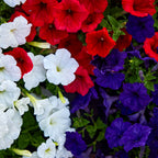 Old Glory Mix Petunia