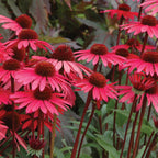 Solar Flare Echinacea