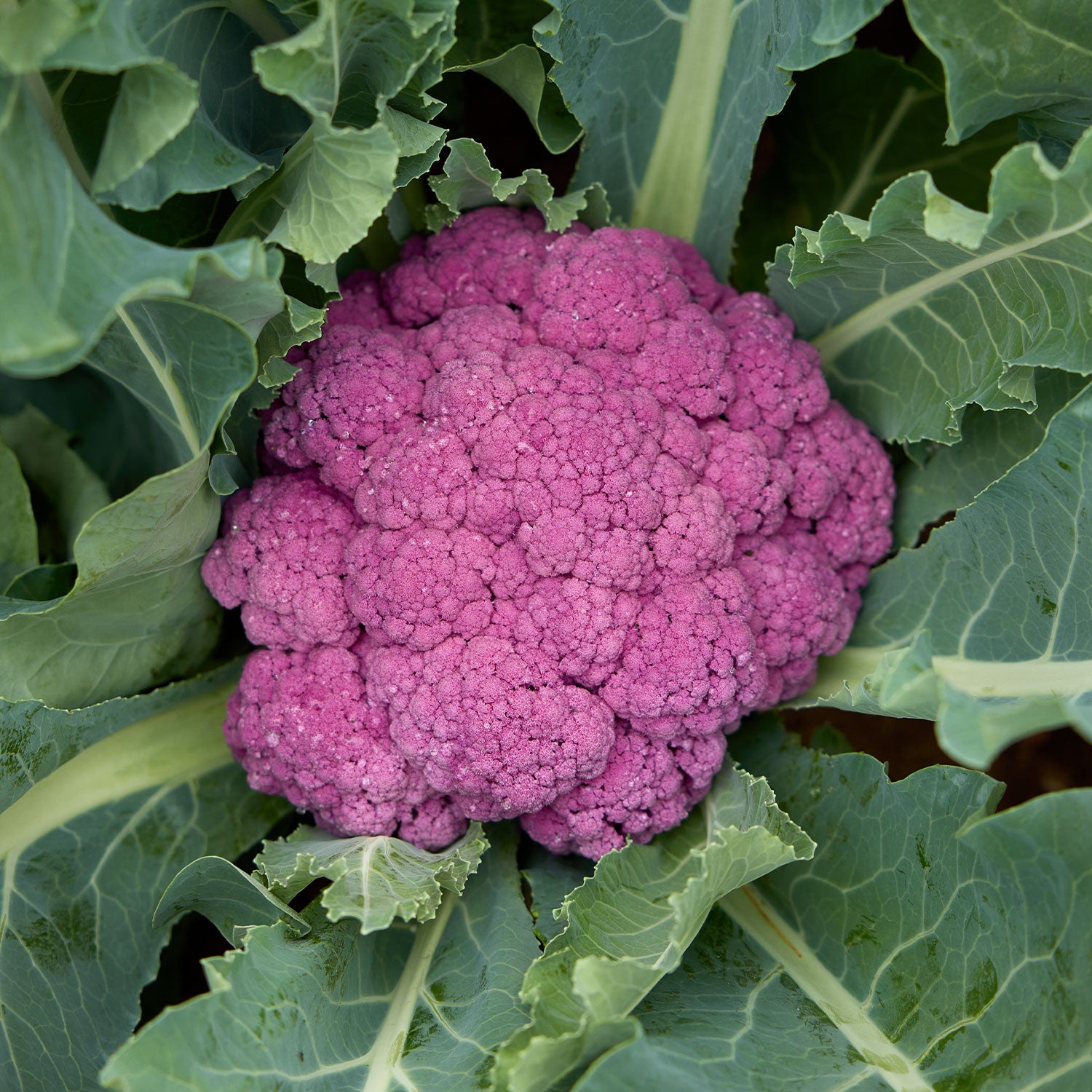Depurple Cauliflower