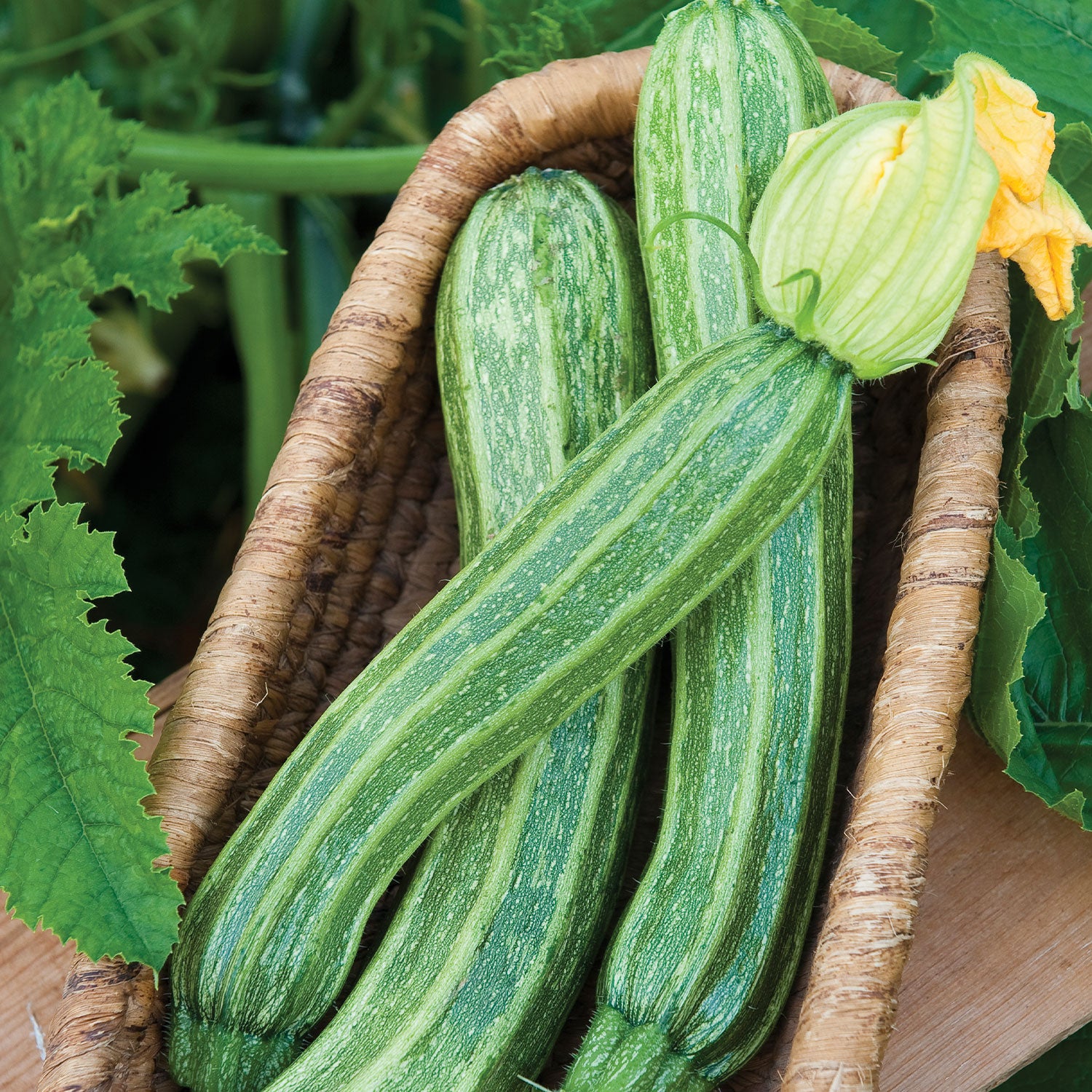 Italian Ribbed Zucchini Squash
