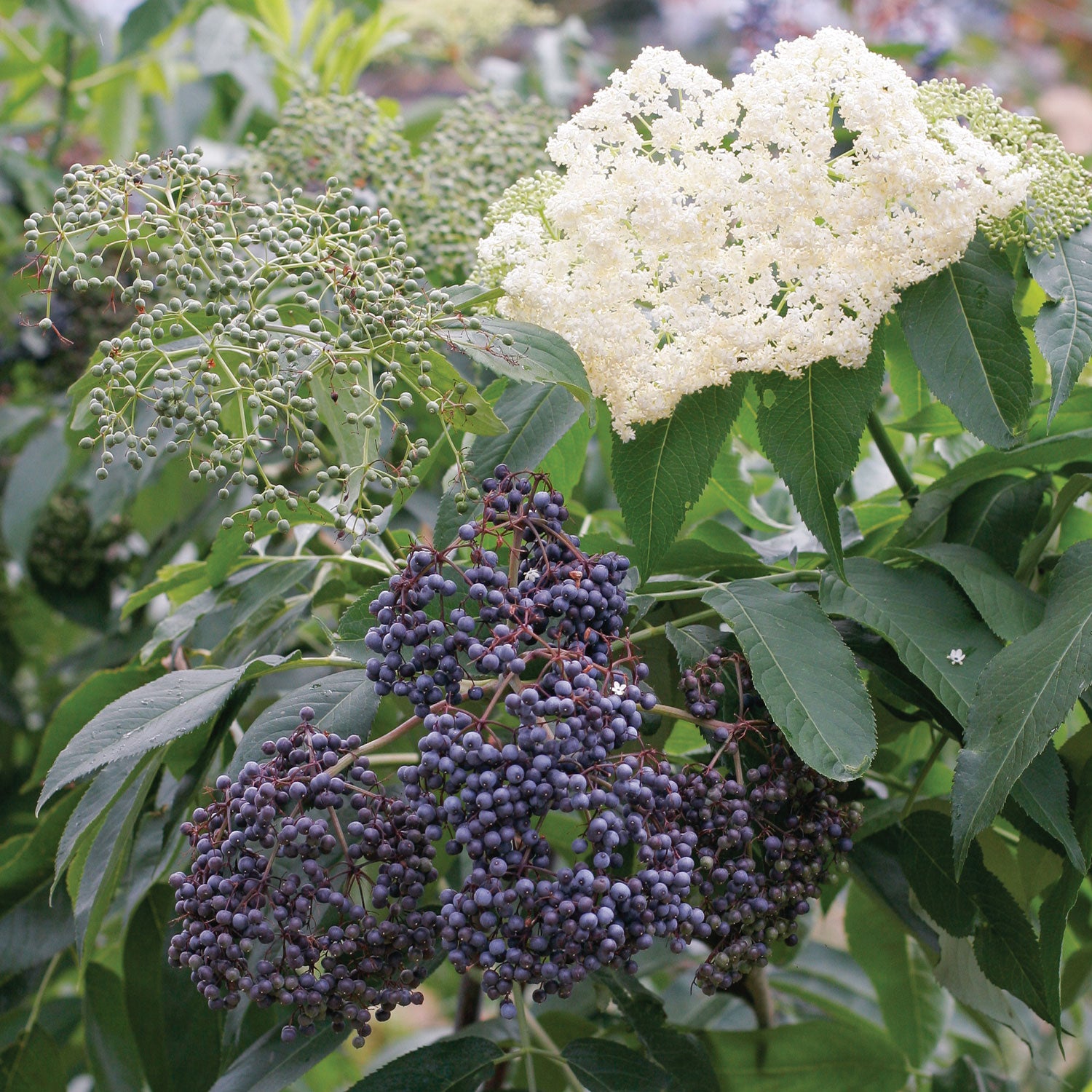 Collection Elderberry