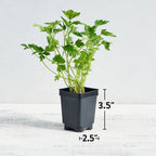 Single Italian Parsley