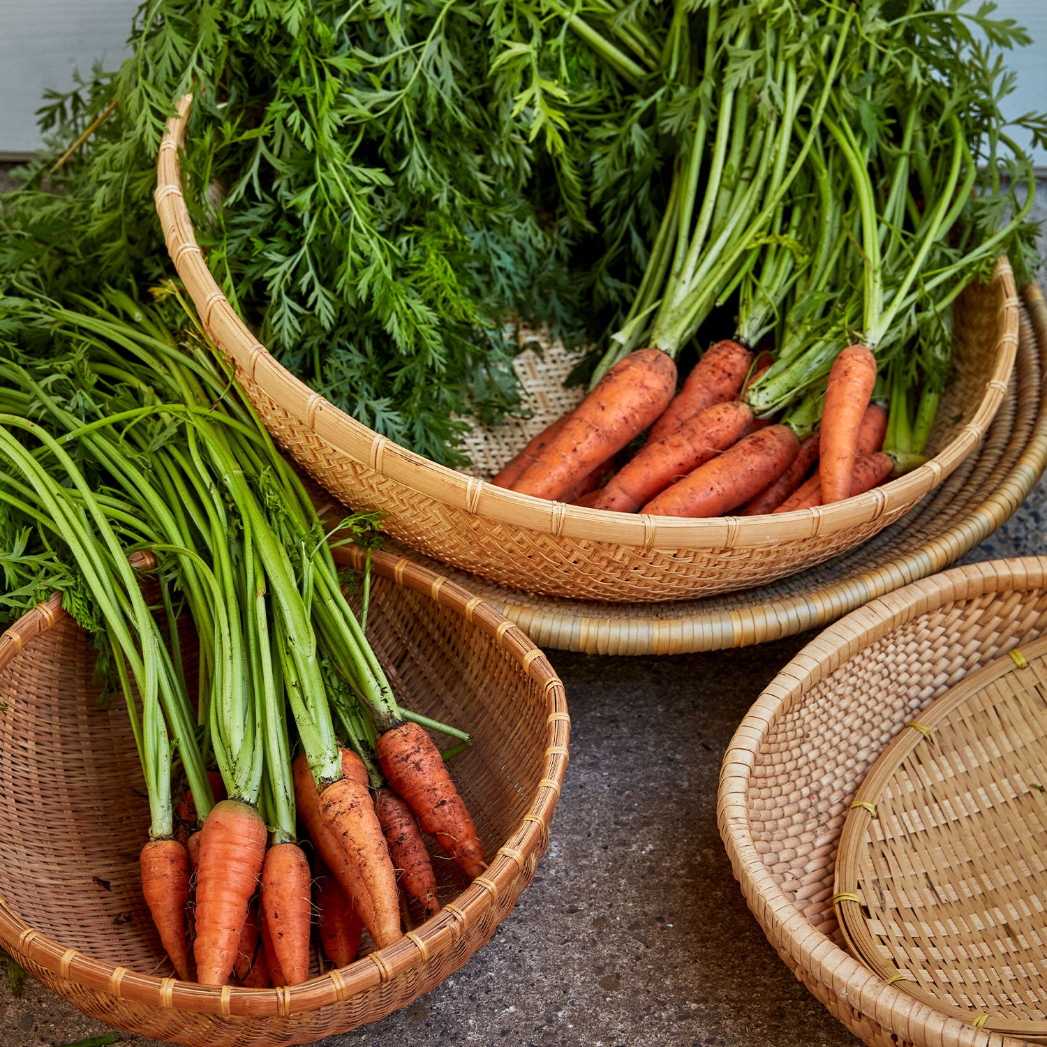 Short n Sweet Carrot
