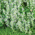 Lemon Thyme