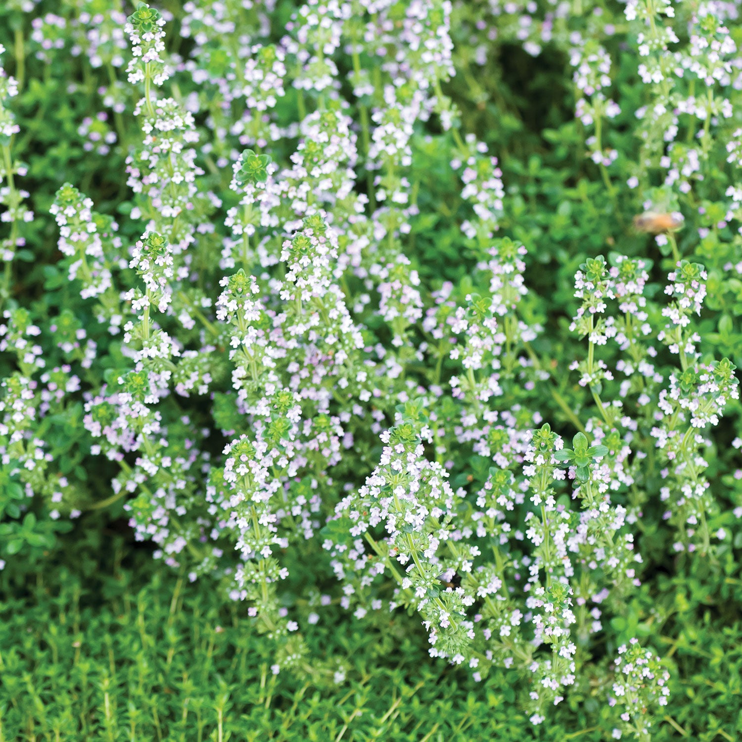 Lemon Thyme