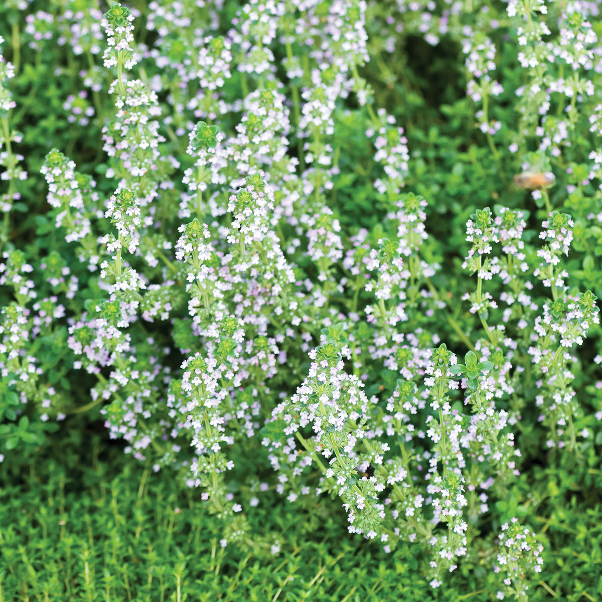 Lemon Thyme