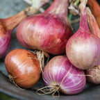 Ambition Shallot