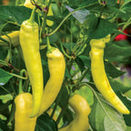 Blazing Banana Hot Pepper