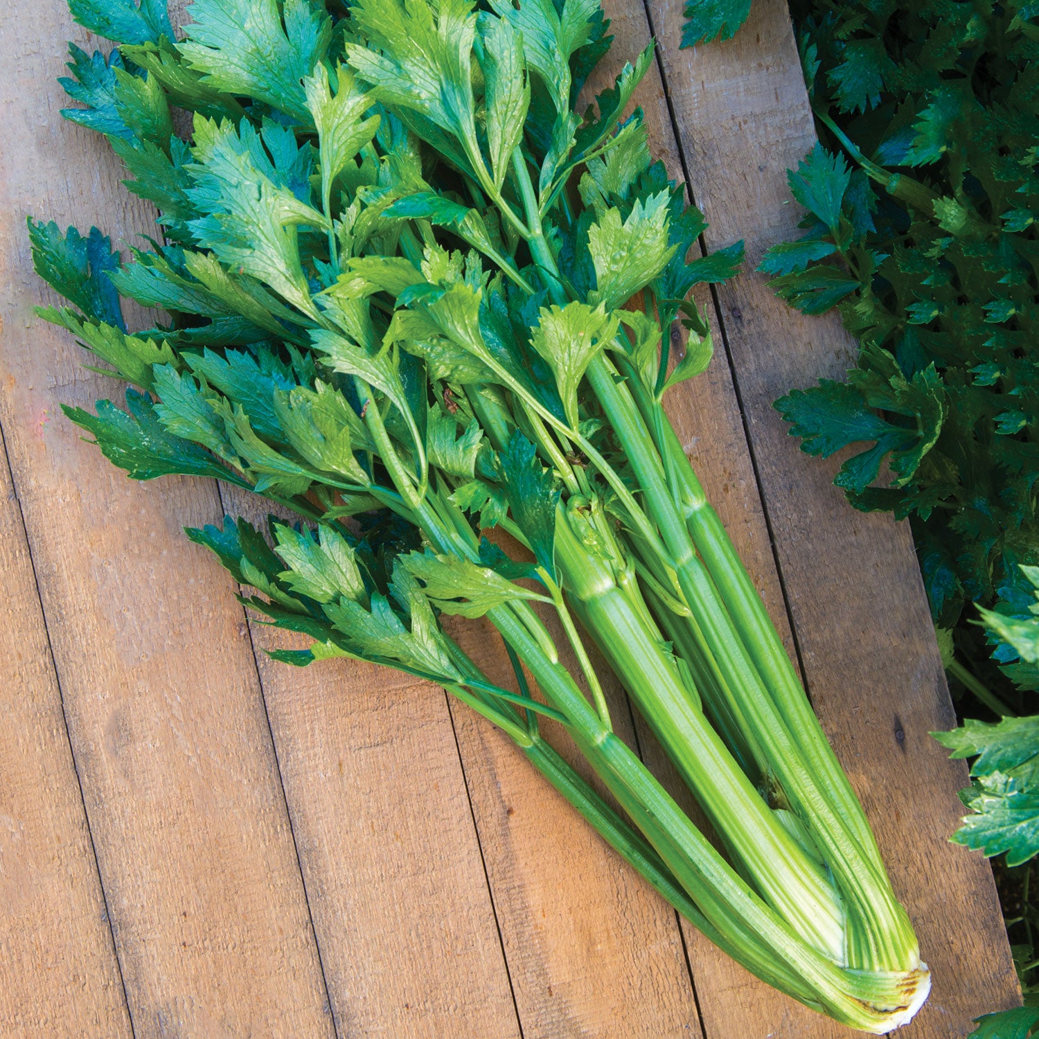 Tango Celery