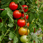 Garden Sown™ Rain Drops Tomato