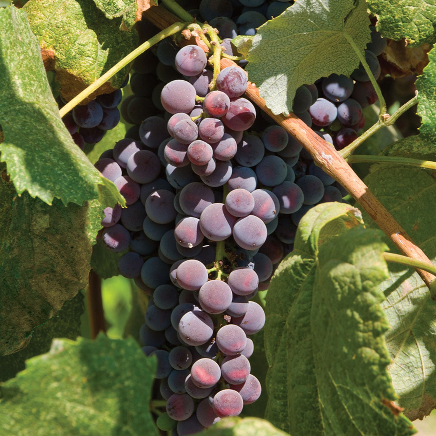Saint Theresa Grape Bare Roots