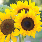 Elegance Sunflower