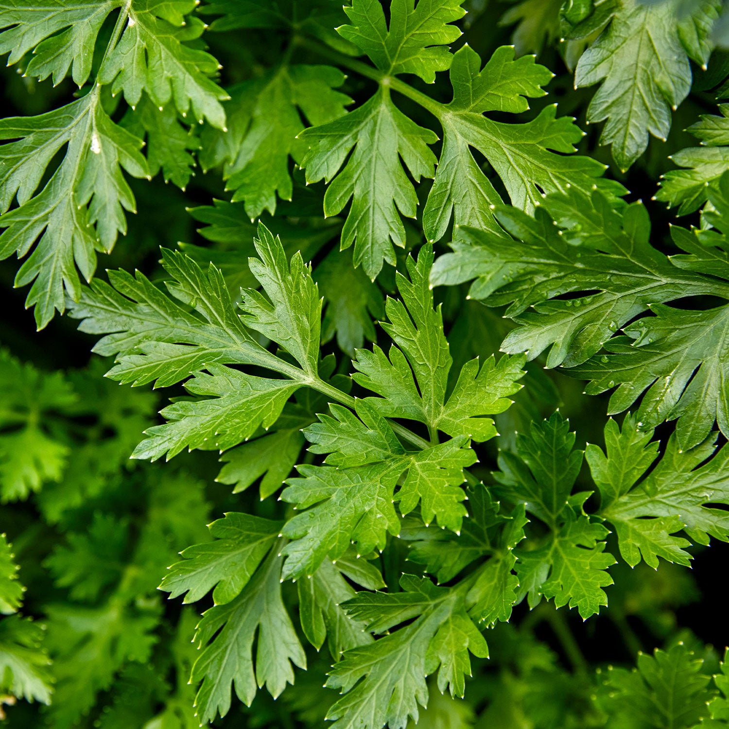 Single Italian Parsley