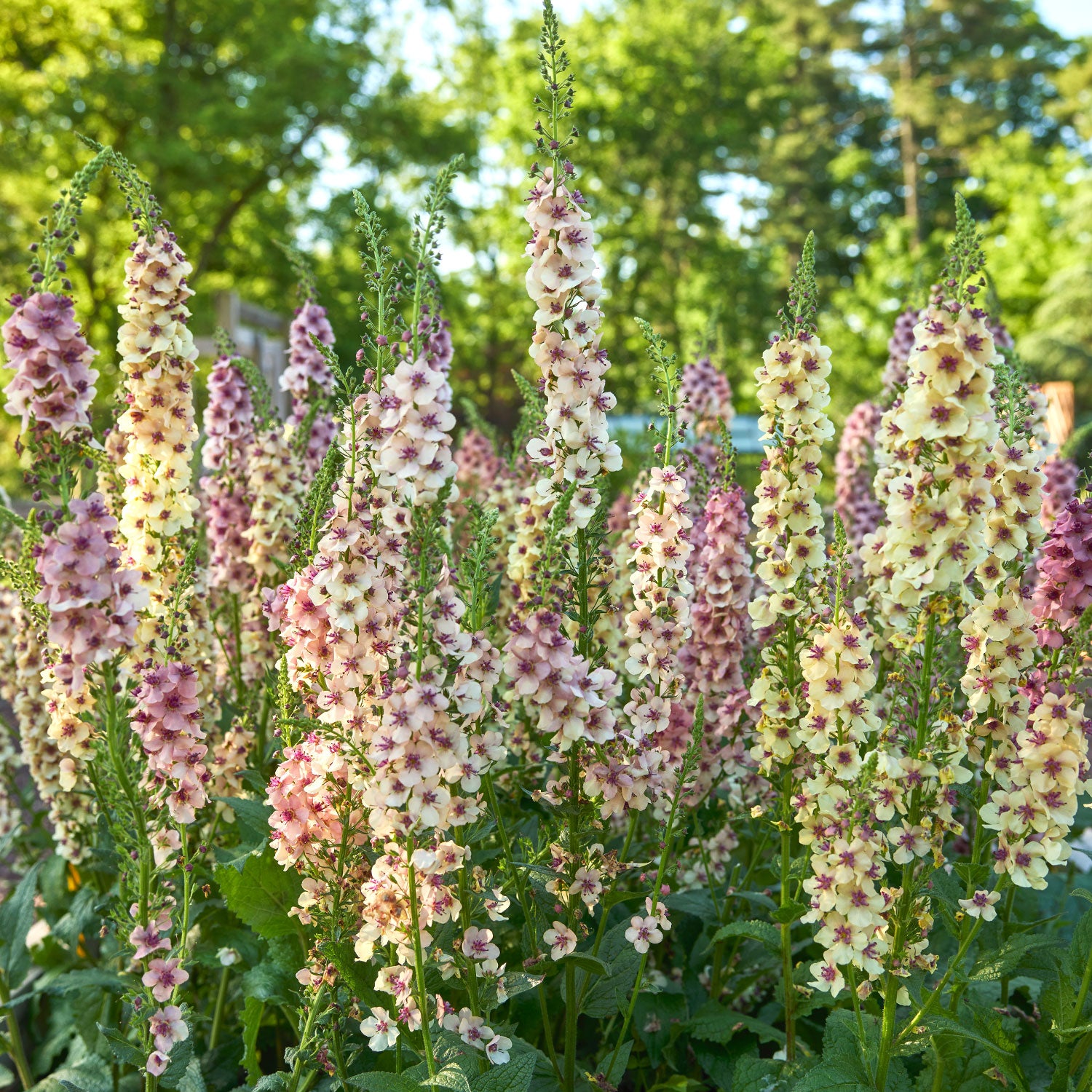 Southern Charm Verbascum