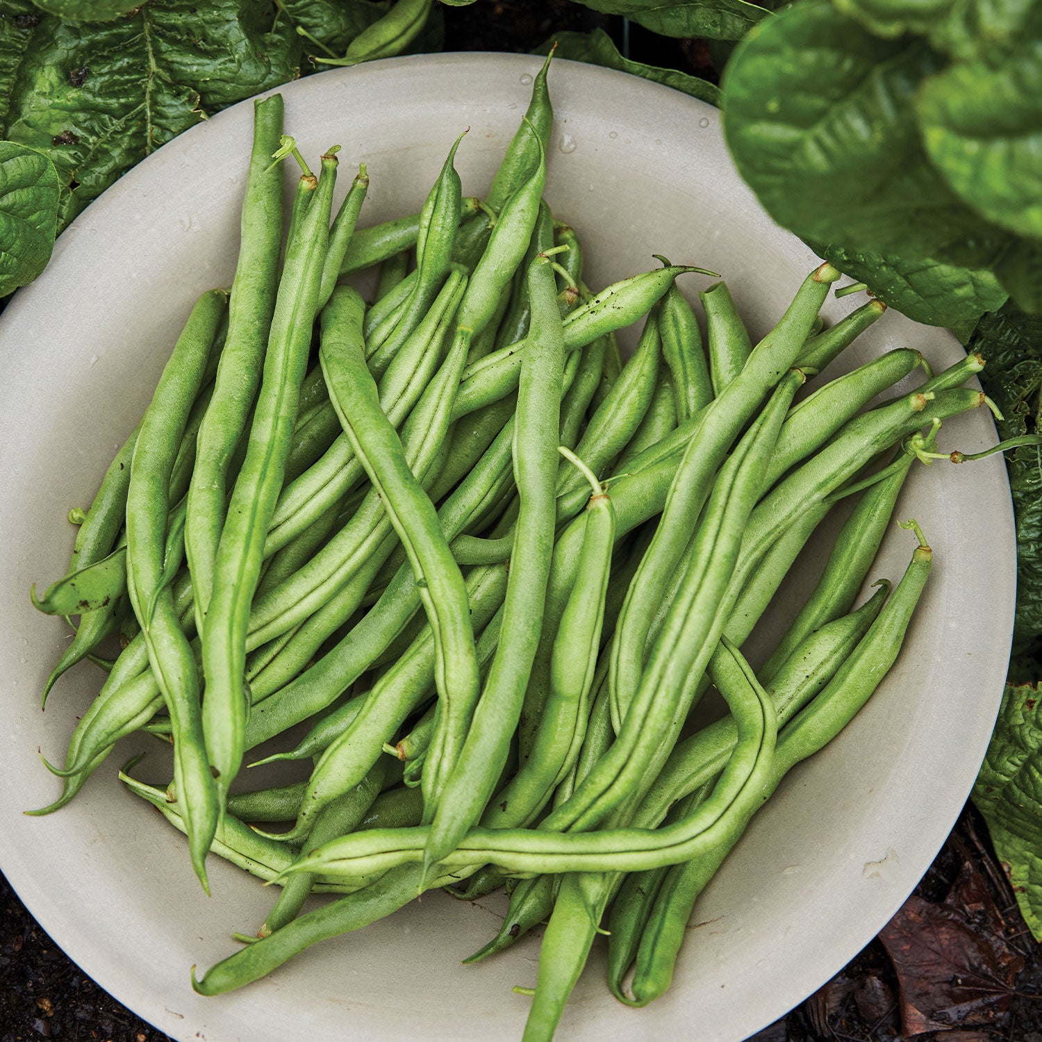 Big Kahuna Bush Bean