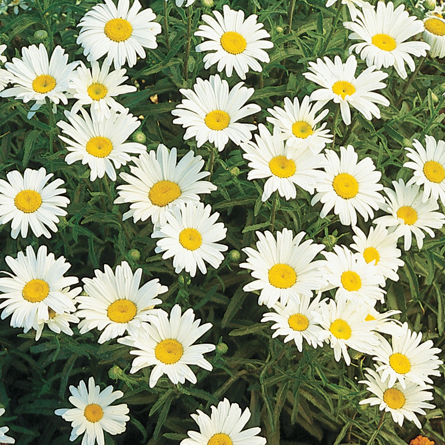 Silver Princess Shasta Daisy