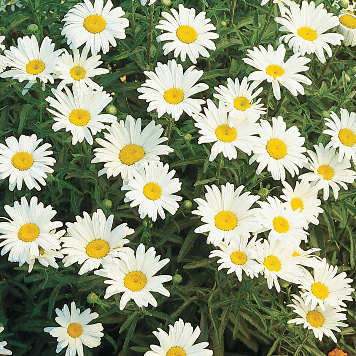 Silver Princess Shasta Daisy