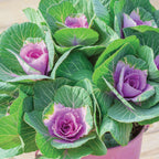 Crane Pink Ornamental Kale