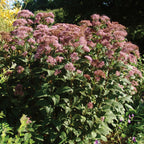 Little Joe Eupatorium Dubium