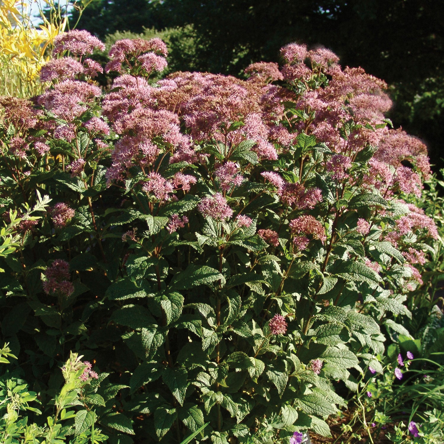 Little Joe Eupatorium Dubium