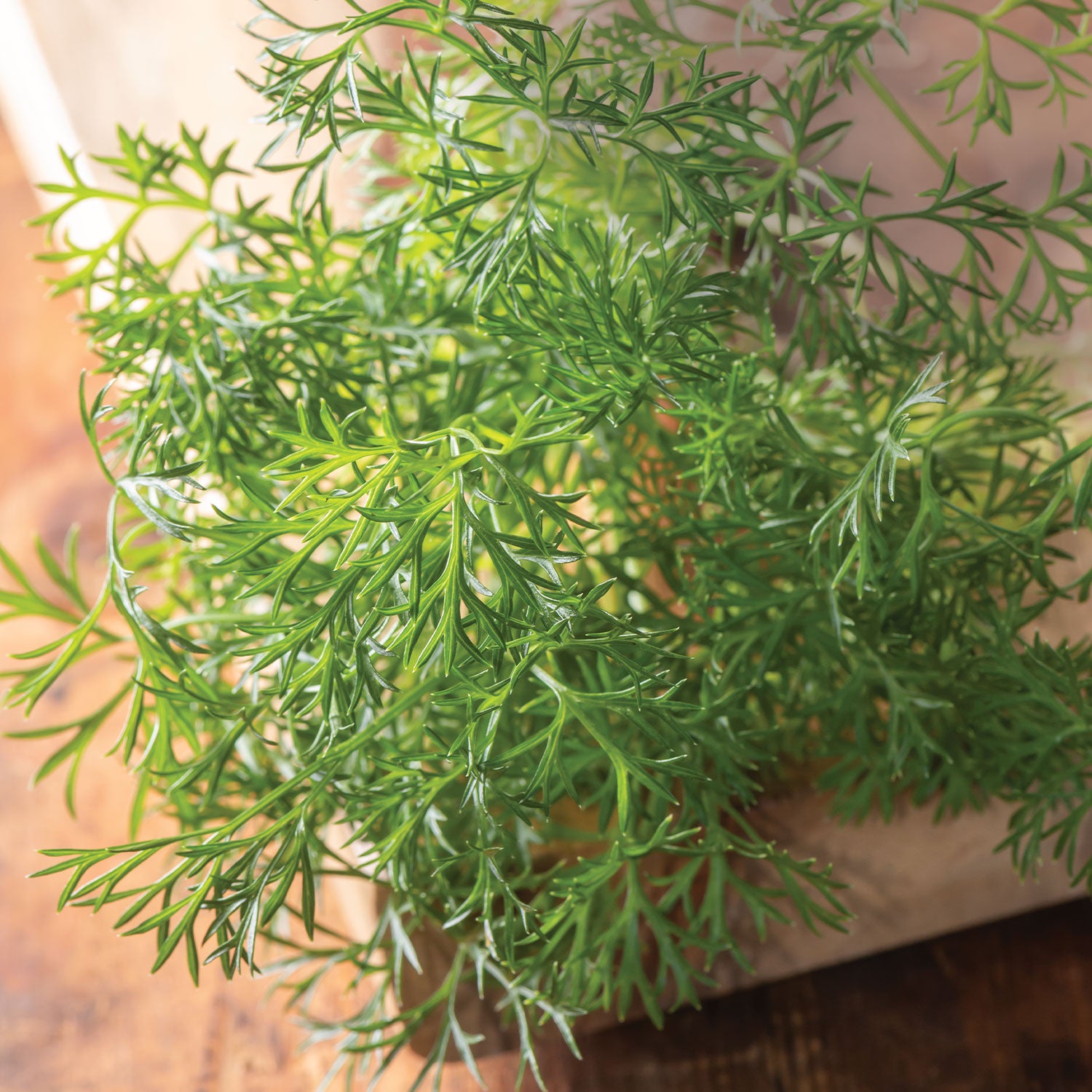 Green Dream Parsley