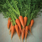 Short n Sweet Carrot