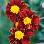 Red Knight Marigold