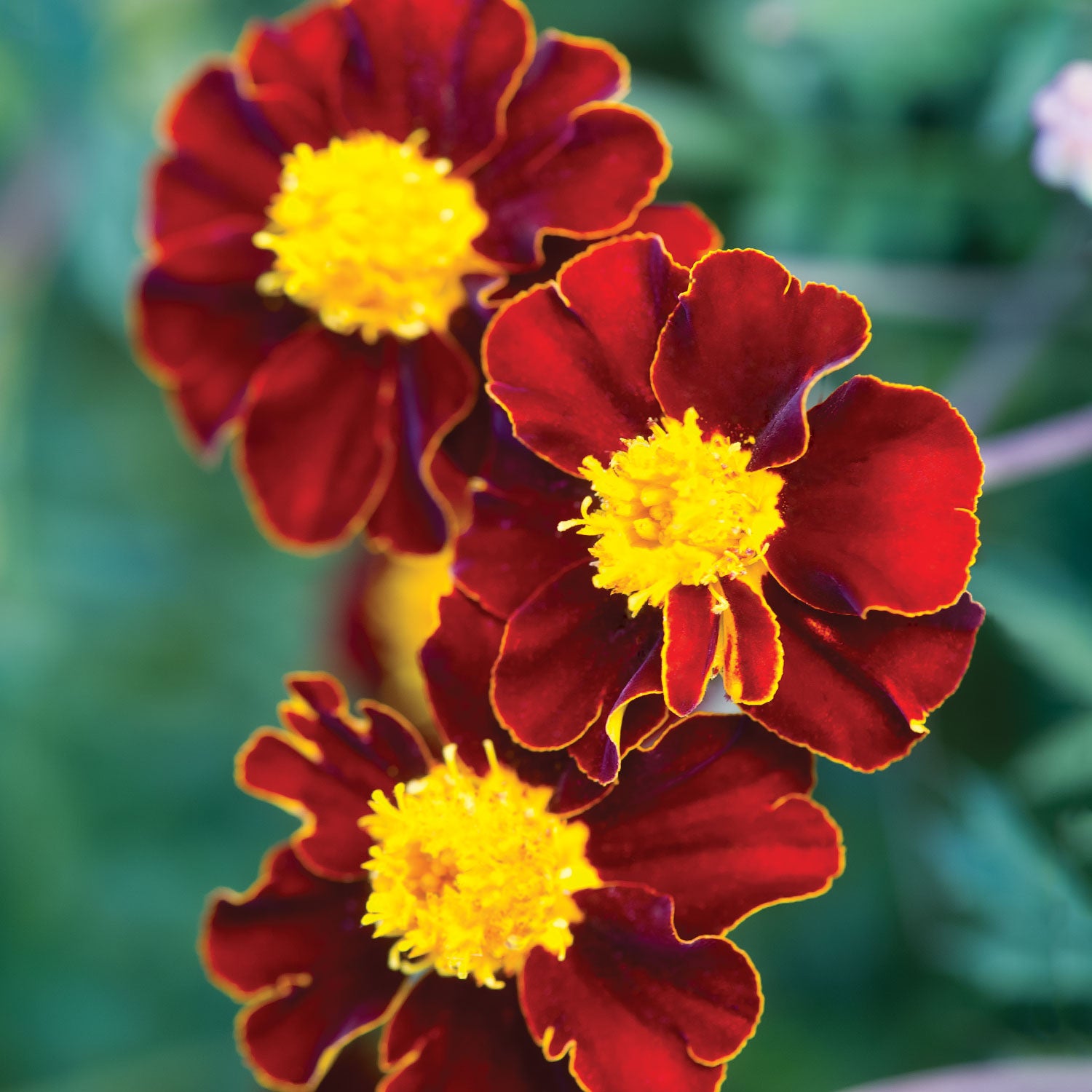 Red Knight Marigold