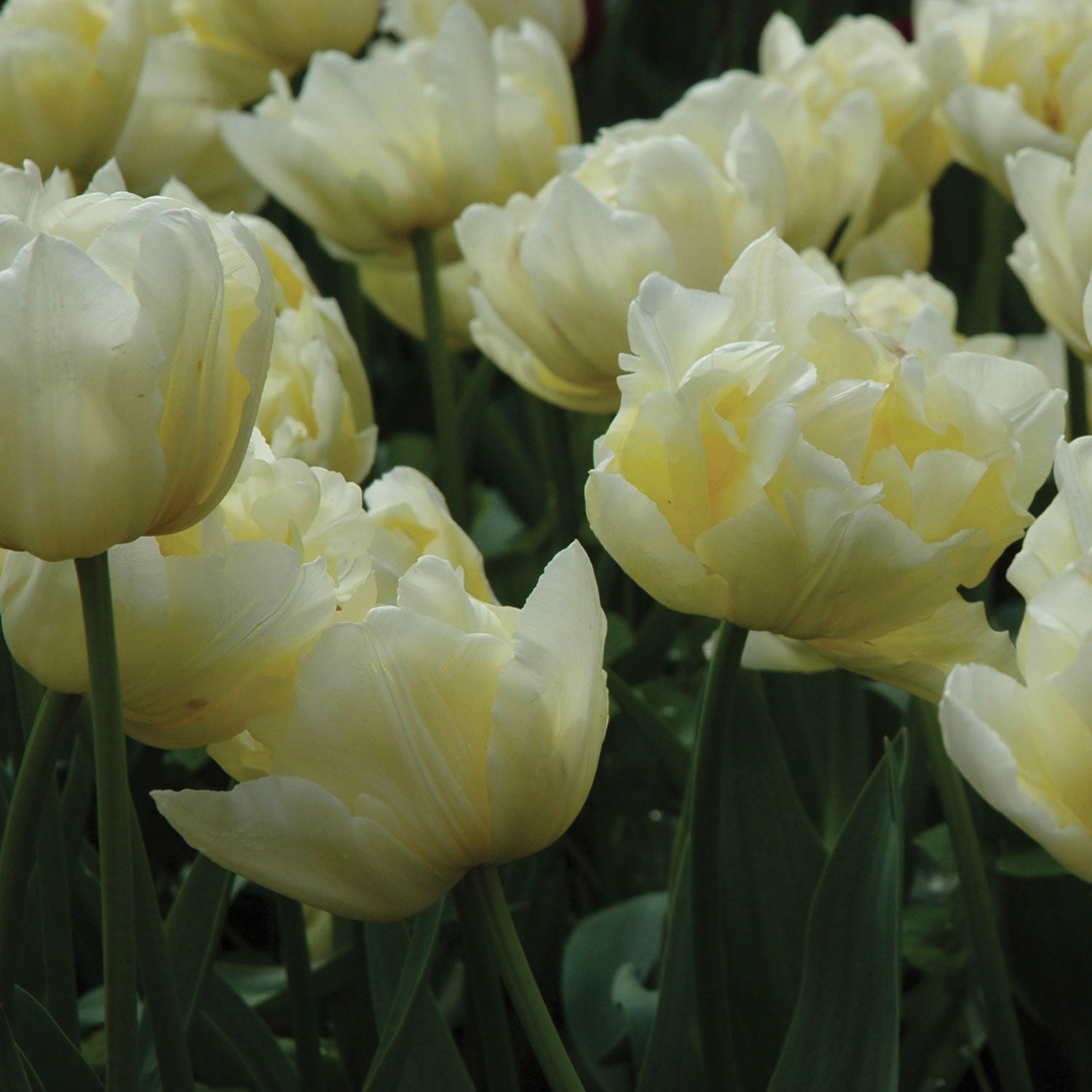 Verona Tulip Bulbs