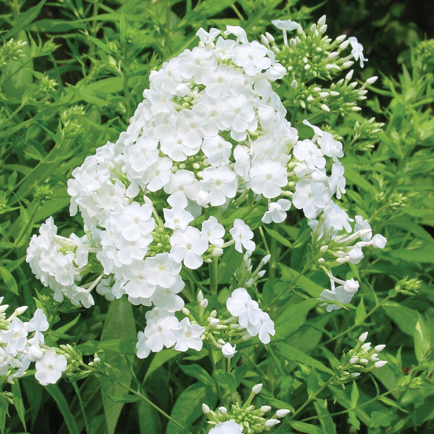 David Phlox
