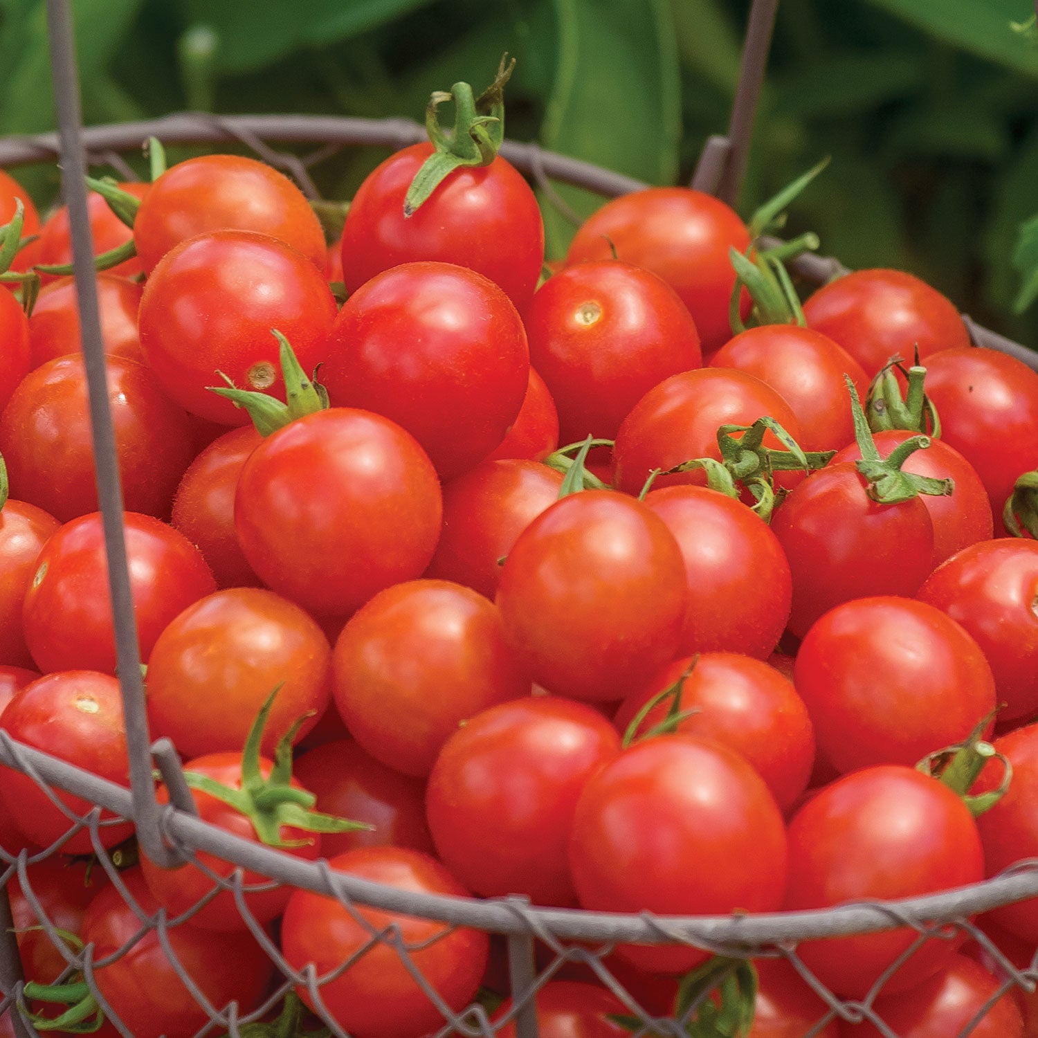 Cherry Baby Tomato