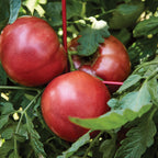Cherokee Purple Tomato