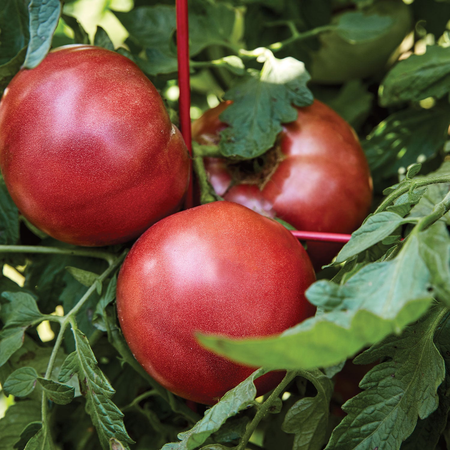 Cherokee Purple Tomato