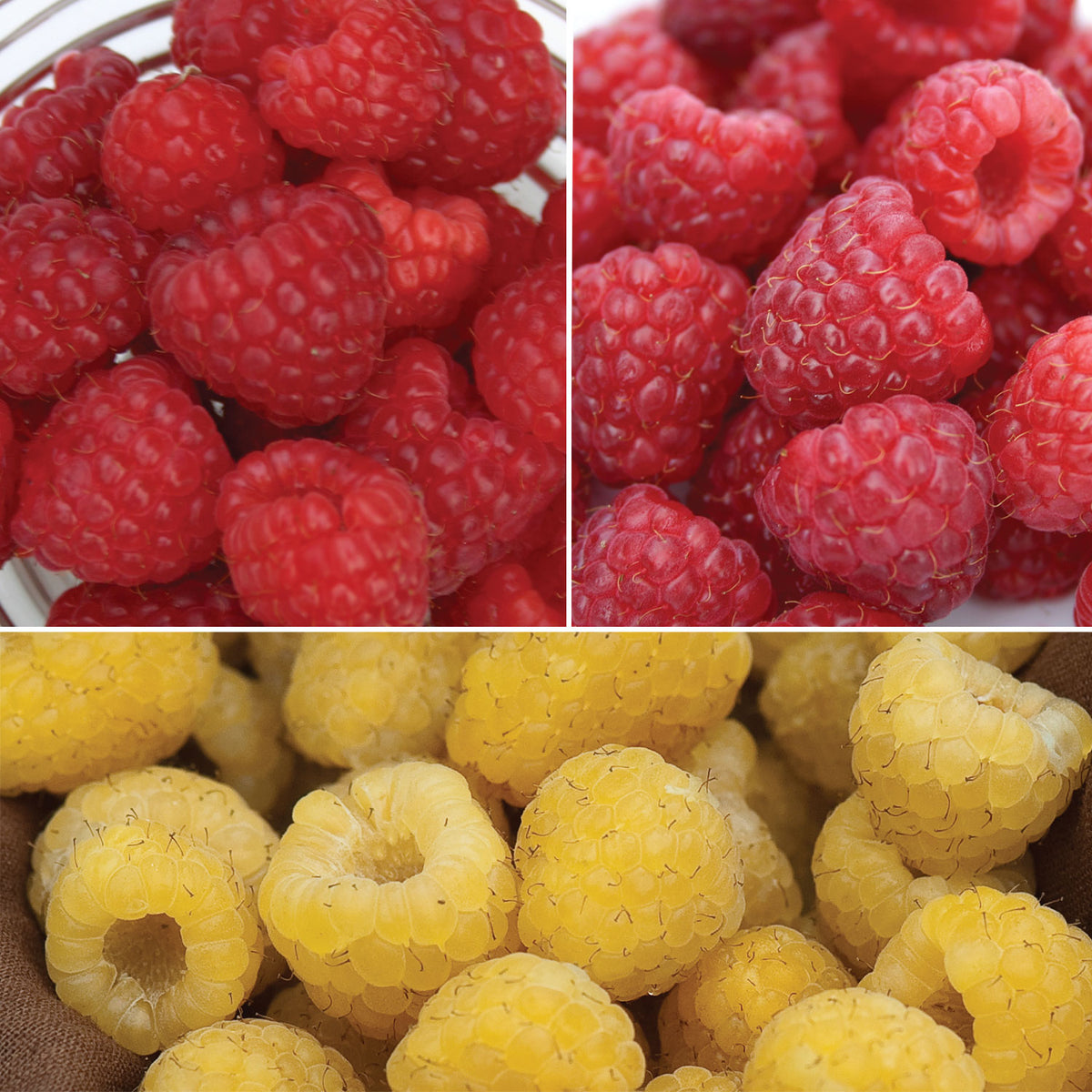 Favorite Collection Raspberry Bare Roots