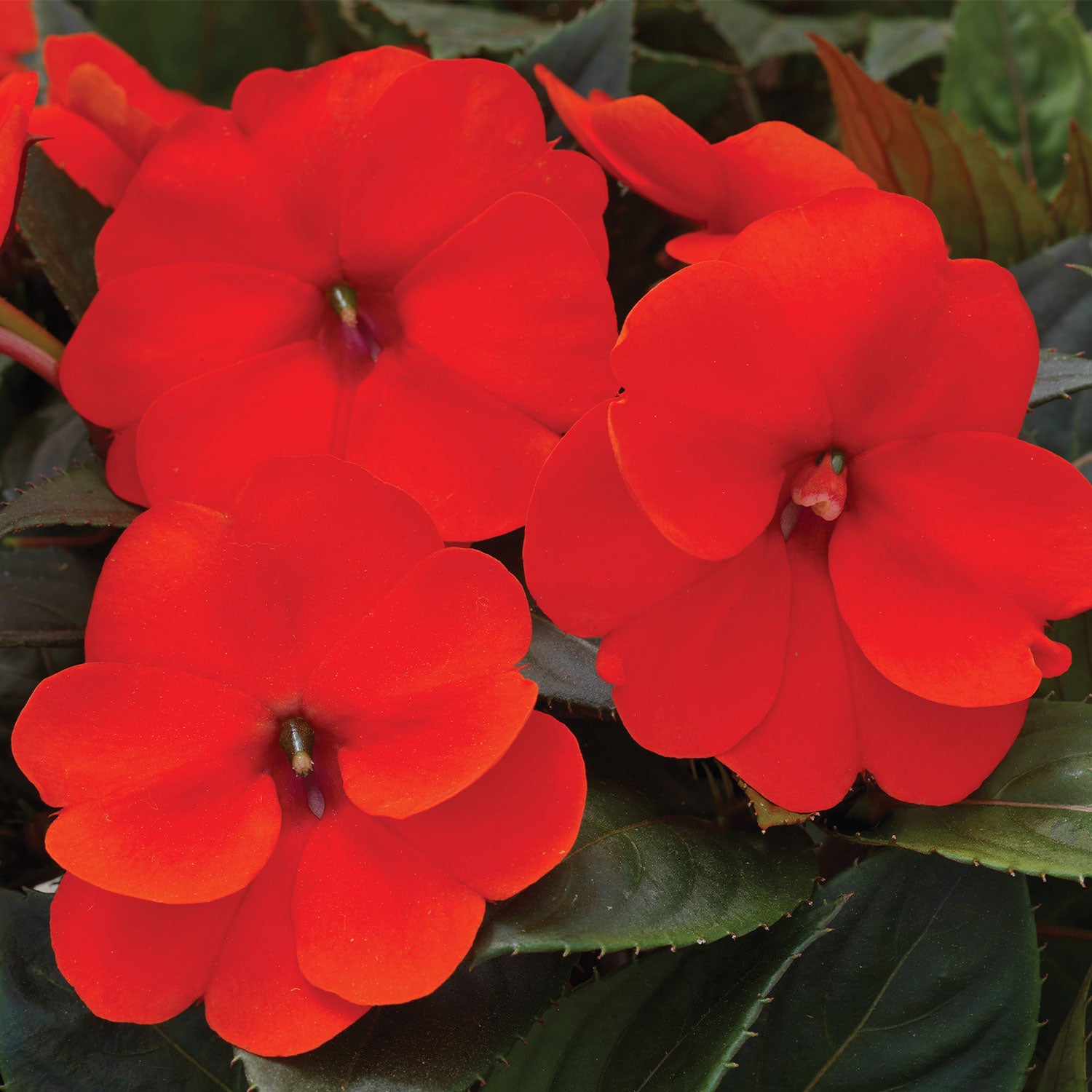 SunPatiens Electric Orange Impatiens