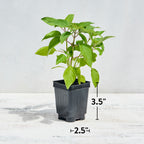 Pineapple Sage