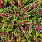 Spitfire Coleus