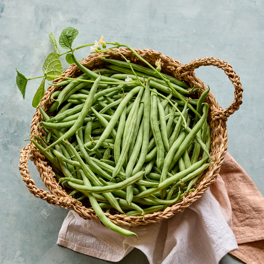 Blue Lake Superior Bush Bean