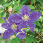 Jackmanii Clematis
