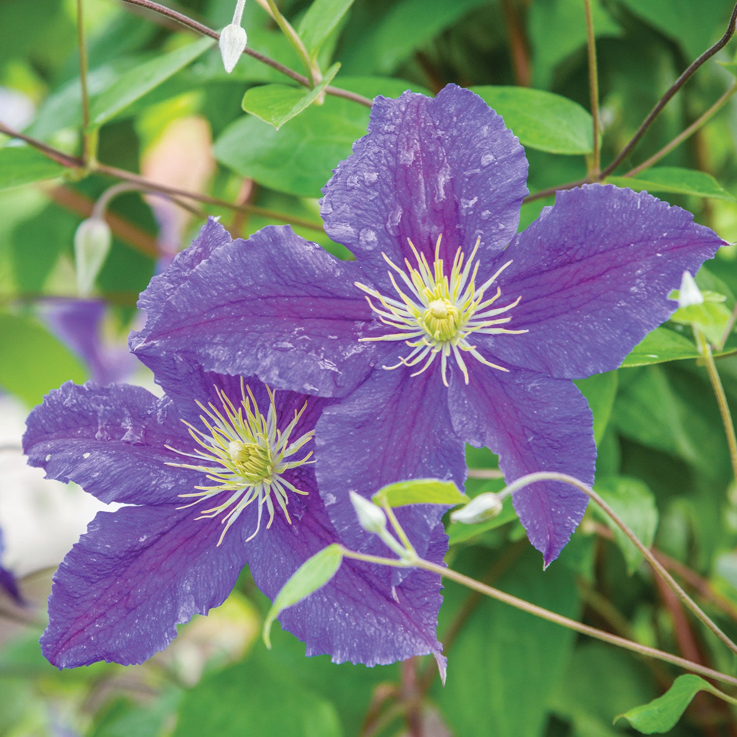 Jackmanii Clematis