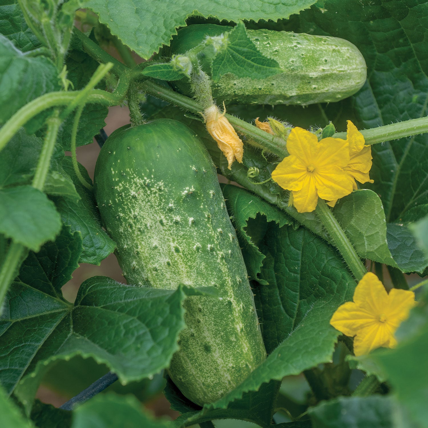 Picklebush Cucumber